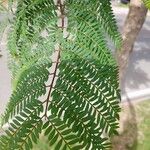 Jacaranda mimosifolia 叶