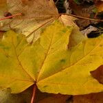 Acer pictum Leaf