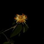 Luehea candida Flor