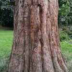 Sequoiadendron giganteumKoor