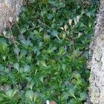 Saxifraga spathularis Fuelha
