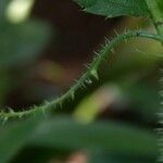 Caperonia palustris Écorce