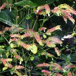 Justicia brandegeeana Hábito