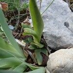 Ophrys virescens Folha