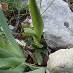 Ophrys virescens Likasa