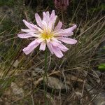 Pinaropappus roseus Květ