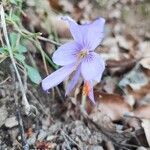 Crocus sativusFlor