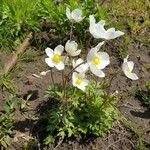 Anemone sylvestris অভ্যাস