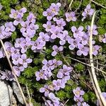 Petrocallis pyrenaica Flower