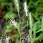 Hordeum marinum Plante entière