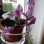 Tradescantia fluminensis叶