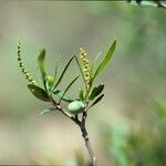 Pleradenophora bilocularis Flower