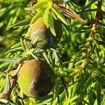 Juniperus oxycedrus Ffrwyth