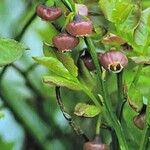 Vaccinium myrtillus Blodyn