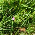 Geranium dissectum Flower