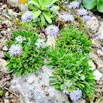 Globularia meridionalis Habit