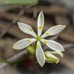Chlorophytum zavattarii Květ