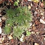 Draba hispanica Blad