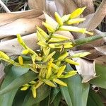 Vriesea psittacina Flower