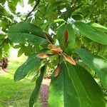 Magnolia decidua