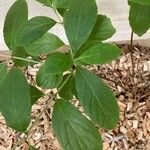 Viburnum sieboldii Leaf