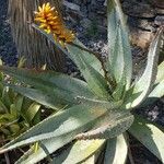 Aloe marlothii Fleur
