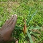 Crinum ornatum Frunză