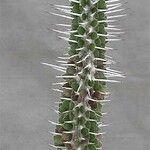 Alluaudia ascendens Hoja