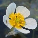 Ranunculus peltatus Virág
