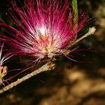 Calliandra bijuga Blüte