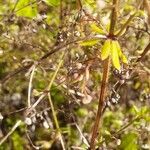 Galium parisiense Blad