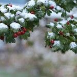 Crataegus × media Gyümölcs