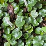 Galax urceolata Leaf