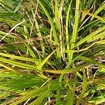 Carex flava ഇല