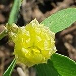 Trifolium campestre Lorea