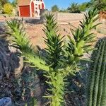 Austrocylindropuntia cylindrica Liść