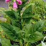 Digitalis thapsi Liść