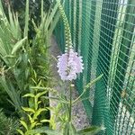 Physostegia virginianaKwiat