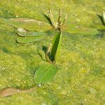 Potamogeton nodosus Leaf