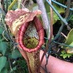 Nepenthes mirabilis Fleur