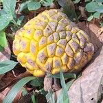 Myrianthus holstii Meyve