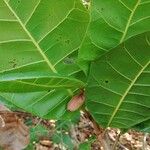 Anacardium occidentale पत्ता