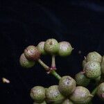 Zanthoxylum oxyphyllum Fruto