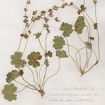 Alchemilla flabellata Хабит