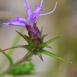 Liatris squarrosa Kukka