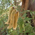 Mucuna pruriens Plod