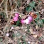 Symphoricarpos orbiculatus Φρούτο