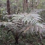 Cyathea cyatheoides Облик