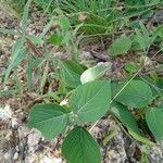 Acalypha crenata Leaf