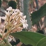 Acokanthera oppositifolia Blomma